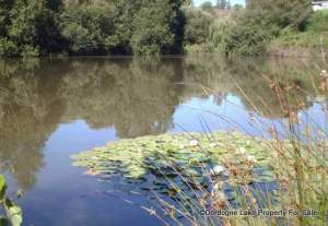 Lily ponds on main lake #dordognelakeproperty
